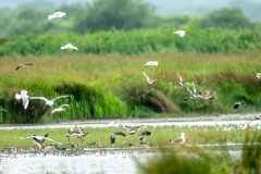 Black-tailed Godwit, Lapwig & Gulls in Flight