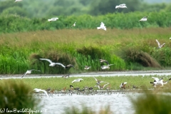 Black-tailed Godwit, Lapwig & Gulls in Flight