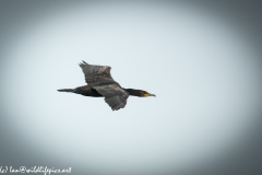 Cormorant in Flight Side View