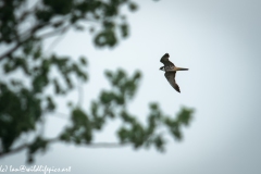 Hobby in Flight Side View