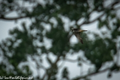 Hobby in Flight Side View