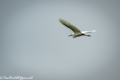 Little Egret in Flight Side View