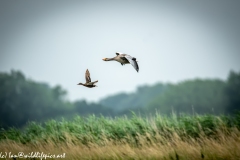 Greylag Goose and Female Mallard Duck in Flight Side View