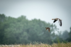 Greylag Goose and Female Mallard Duck in Flight Side View