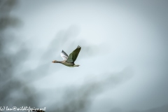 Greylag Goose in Flight Side View