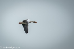 Greylag Goose in Flight Side View