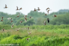 Black-tailed Godwit, Lapwig & Gulls in Flight