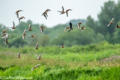 Black-tailed Godwit, Lapwig & Gulls in Flight