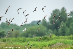 Black-tailed Godwit, Lapwig & Gulls in Flight