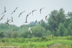 Black-tailed Godwit, Lapwig & Gulls in Flight