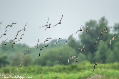 Black-tailed Godwit, Lapwig & Gulls in Flight