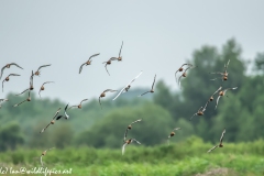 Black-tailed Godwit, Lapwig & Gulls in Flight