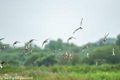 Black-tailed Godwit, Lapwig & Gulls in Flight