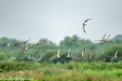 Black-tailed Godwit, Lapwig & Gulls in Flight