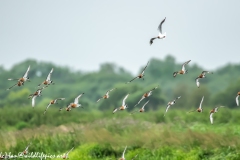 Black-tailed Godwit, Lapwig & Gulls in Flight