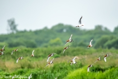 Black-tailed Godwit, Lapwig & Gulls in Flight