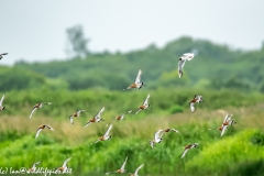 Black-tailed Godwit, Lapwig & Gulls in Flight