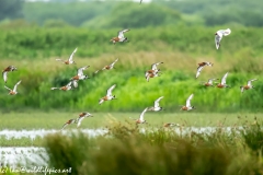 Black-tailed Godwit, Lapwig & Gulls in Flight