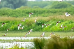 Black-tailed Godwit, Lapwig & Gulls in Flight