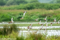 Black-tailed Godwit, Lapwig & Gulls in Flight