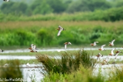 Black-tailed Godwit, Lapwig & Gulls in Flight