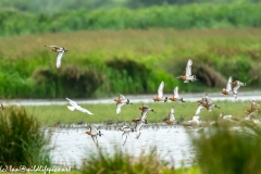 Black-tailed Godwit, Lapwig & Gulls in Flight