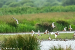 Black-tailed Godwit, Lapwig & Gulls in Flight