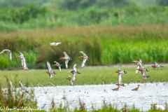 Black-tailed Godwit, Lapwig & Gulls in Flight