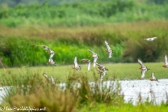 Black-tailed Godwit, Lapwig & Gulls in Flight