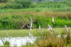 Black-tailed Godwit, Lapwig & Gulls in Flight