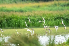 Black-tailed Godwit, Lapwig & Gulls in Flight