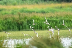 Black-tailed Godwit, Lapwig & Gulls in Flight