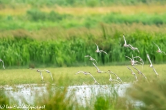 Black-tailed Godwit, Lapwig & Gulls in Flight