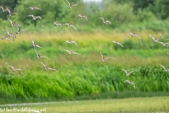 Black-tailed Godwit, Lapwig & Gulls in Flight