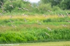 Black-tailed Godwit, Lapwig & Gulls in Flight