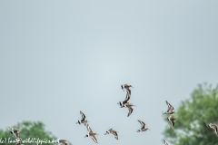 Black-tailed Godwit, Lapwig & Gulls in Flight