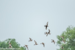 Black-tailed Godwit, Lapwig & Gulls in Flight