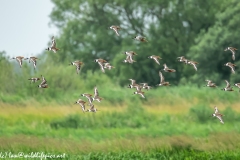 Black-tailed Godwit, Lapwig & Gulls in Flight