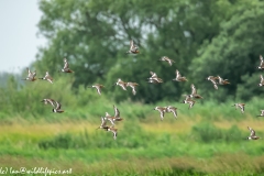 Black-tailed Godwit, Lapwig & Gulls in Flight