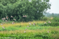 Black-tailed Godwit, Lapwig & Gulls in Flight