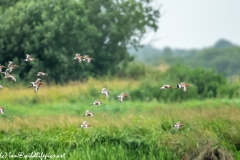 Black-tailed Godwit, Lapwig & Gulls in Flight