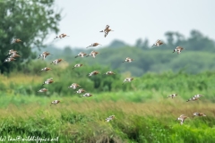 Black-tailed Godwit, Lapwig & Gulls in Flight