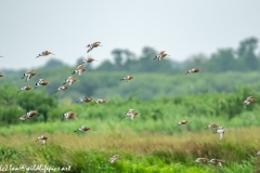 Black-tailed Godwit, Lapwig & Gulls in Flight