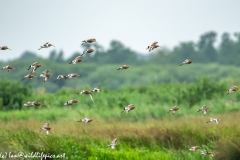 Black-tailed Godwit, Lapwig & Gulls in Flight