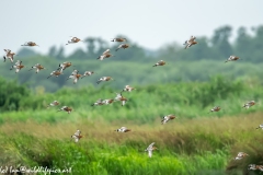 Black-tailed Godwit, Lapwig & Gulls in Flight