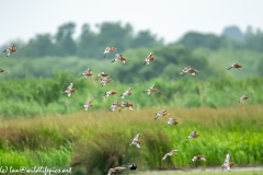 Black-tailed Godwit, Lapwig & Gulls in Flight