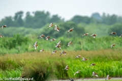 Black-tailed Godwit, Lapwig & Gulls in Flight