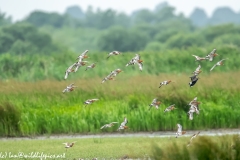 Black-tailed Godwit, Lapwig & Gulls in Flight