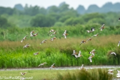 Black-tailed Godwit, Lapwig & Gulls in Flight