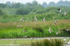 Black-tailed Godwit, Lapwig & Gulls in Flight